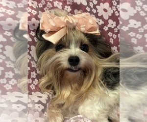 Mother of the Yorkshire Terrier puppies born on 08/08/2026