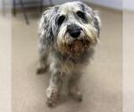 Small Cocker Spaniel Mix