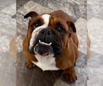Small #1 Bulldog