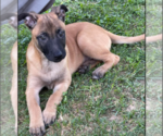 Puppy Yellow Collar Dutch Shepherd Dog