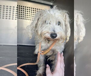 Mutt Dogs for adoption in Rowlett, TX, USA