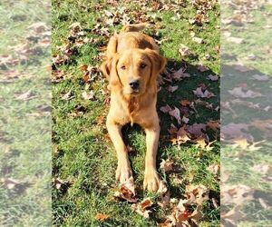 Mother of the Golden Retriever puppies born on 04/19/2026