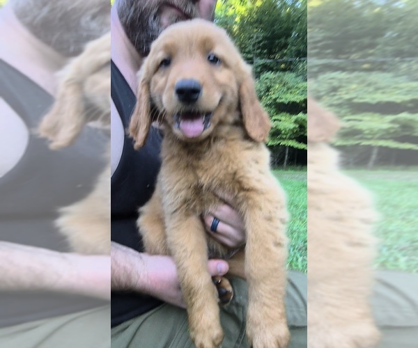 Medium Photo #2 Golden Retriever Puppy For Sale in CUMMING, GA, USA