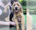 Small #1 Golden Retriever