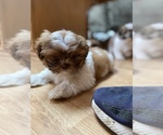 Small Photo #47 Shih Tzu Puppy For Sale in VENETA, OR, USA