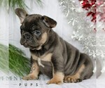 Small #3 French Bulldog