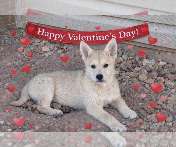 Medium Photo #3 Shiba Inu-Unknown Mix Puppy For Sale in Yardley, PA, USA