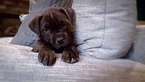 Puppy 7 America Bandogge Mastiff