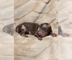 Puppy Cleo Aussiedoodle Miniature 
