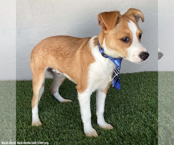 Medium Photo #3 Jug Puppy For Sale in San Diego, CA, USA