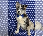 Small Photo #4 Pomsky Puppy For Sale in EPHRATA, PA, USA