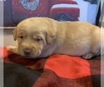 Small Photo #2 Labrador Retriever Puppy For Sale in MANSFIELD, MO, USA