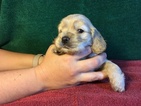 Small Photo #1 Cocker Spaniel Puppy For Sale in FENTON, MI, USA