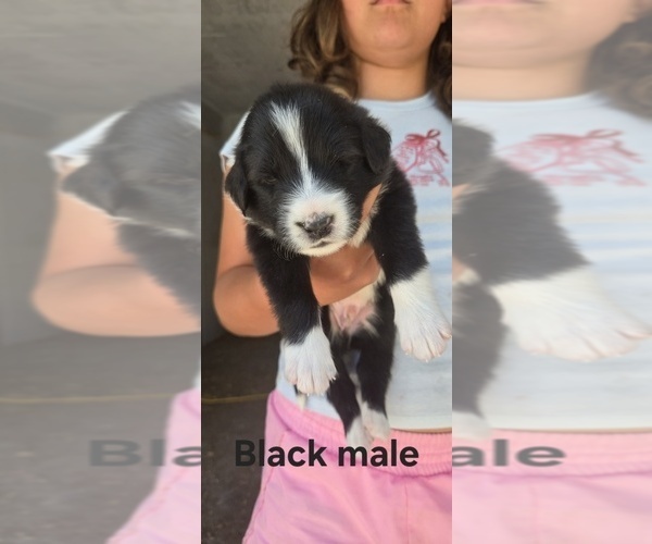 Medium Photo #19 English Shepherd Puppy For Sale in NEW CASTLE, IN, USA