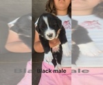 Small Photo #19 English Shepherd Puppy For Sale in NEW CASTLE, IN, USA