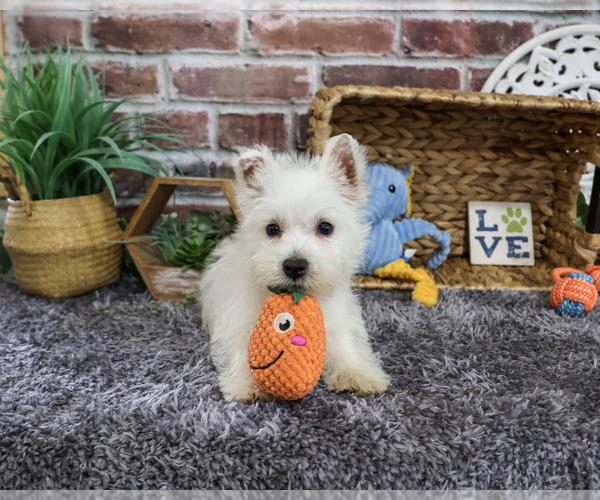 Medium Photo #1 West Highland White Terrier Puppy For Sale in SYRACUSE, IN, USA