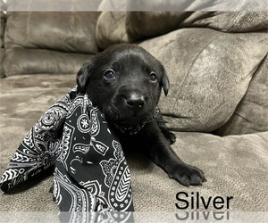 Labrador Retriever Puppy for sale in AUGUSTA, WI, USA
