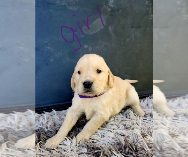 Medium Photo #18 Golden Retriever Puppy For Sale in OROVILLE, CA, USA