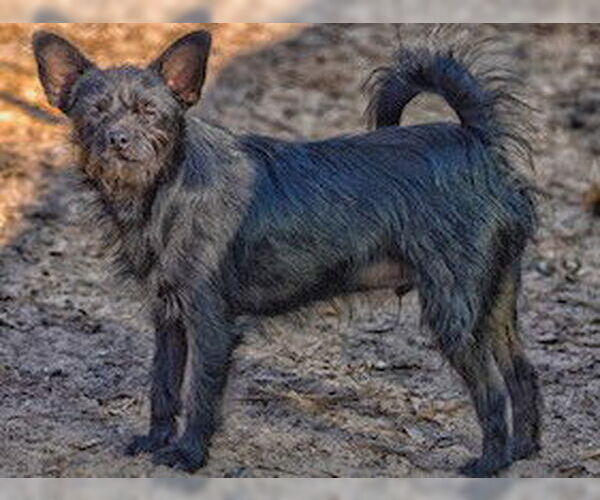 Medium Photo #2 Chihuahua-Unknown Mix Puppy For Sale in Boonton, NJ, USA