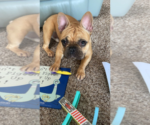 French Bulldog Puppy for sale in PALM COAST, FL, USA