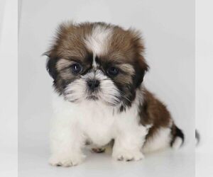 Shih Tzu Puppy for sale in LOS ANGELES, CA, USA