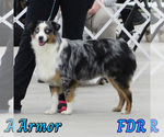 Small Photo #1 Miniature Australian Shepherd Puppy For Sale in FORESTBURG, TX, USA