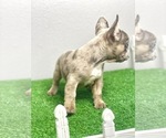 Small Photo #29 French Bulldog Puppy For Sale in LITTLE ROCK, AR, USA