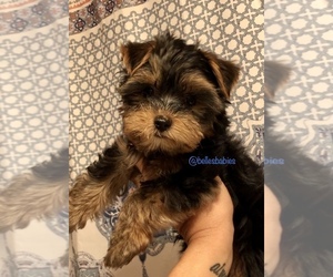 Yorkshire Terrier Puppy for sale in LEESBURG, AL, USA