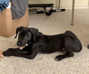 Great Dane Puppy for sale in BARTLESVILLE, OK, USA