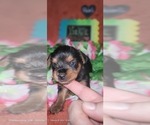 Small Photo #124 Yorkshire Terrier Puppy For Sale in AKRON, OH, USA