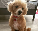 Small Photo #1 Bichpoo-Poodle (Toy) Mix Puppy For Sale in PHILADELPHIA, PA, USA