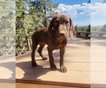 Small Photo #74 German Shorthaired Pointer Puppy For Sale in DENVER, CO, USA