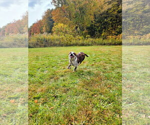 Dewey - Male Mutt Dog for Adoption - Photo #5