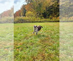 Small Photo #5 Mutt Puppy For Sale in Garden City, NY, USA