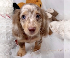 Dachshund Puppy for sale in ASTORIA, NY, USA