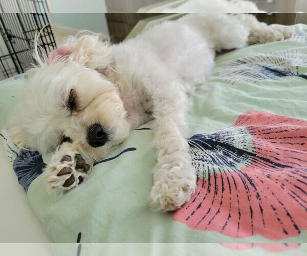 Medium Photo #4 Cavapoo Puppy For Sale in Fallbrook, CA, USA