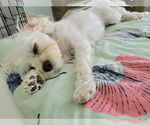 Small #3 Cavapoo