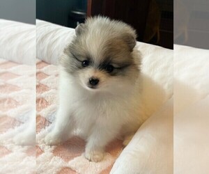 Pomeranian Puppy for Sale in LISLE, Illinois USA