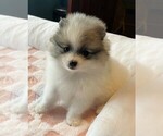 Small Pomeranian