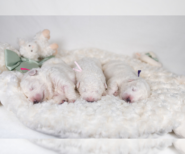 Medium Photo #16 Maremma Sheepdog Puppy For Sale in CONWAY, MO, USA
