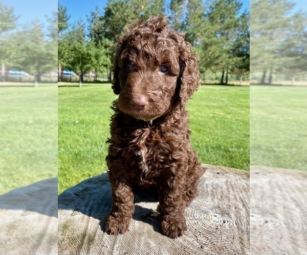 Medium Photo #2 Labradoodle-Poodle (Standard) Mix Puppy For Sale in REXBURG, ID, USA