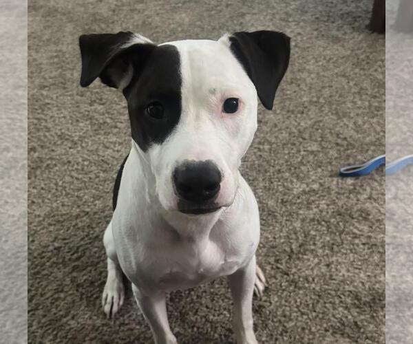 Medium Photo #2 American Pit Bull Terrier-Pointer Mix Puppy For Sale in Rockwall, TX, USA