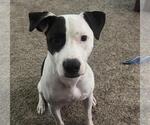 Small #1 American Pit Bull Terrier-Pointer Mix