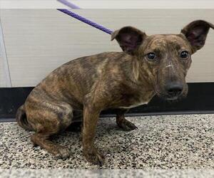 American Pit Bull Terrier-Unknown Mix Dogs for adoption in Tracy, CA, USA