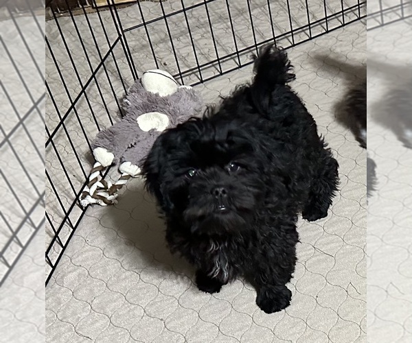 Medium Photo #1 ShihPoo Puppy For Sale in GLOUCESTER, VA, USA