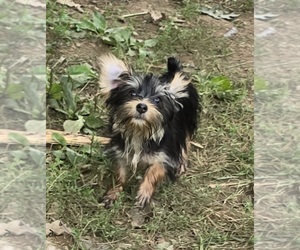 Yorkshire Terrier Puppy for Sale in HUDDLESTON, Virginia USA