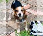 Small #4 Beagle