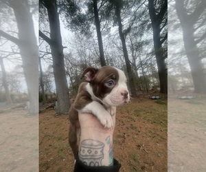 Medium Boston Terrier