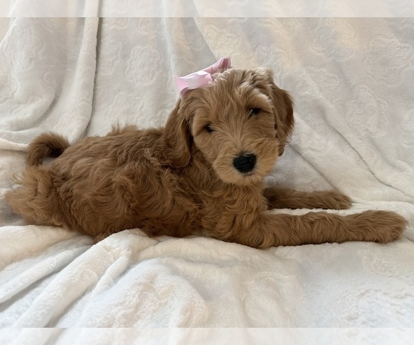 Medium Photo #2 Goldendoodle Puppy For Sale in CHICAGO, IL, USA