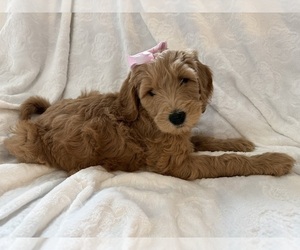 Medium Goldendoodle